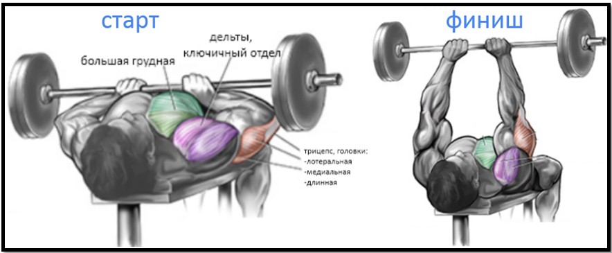 Жим узким хватом - powergym.od.ua